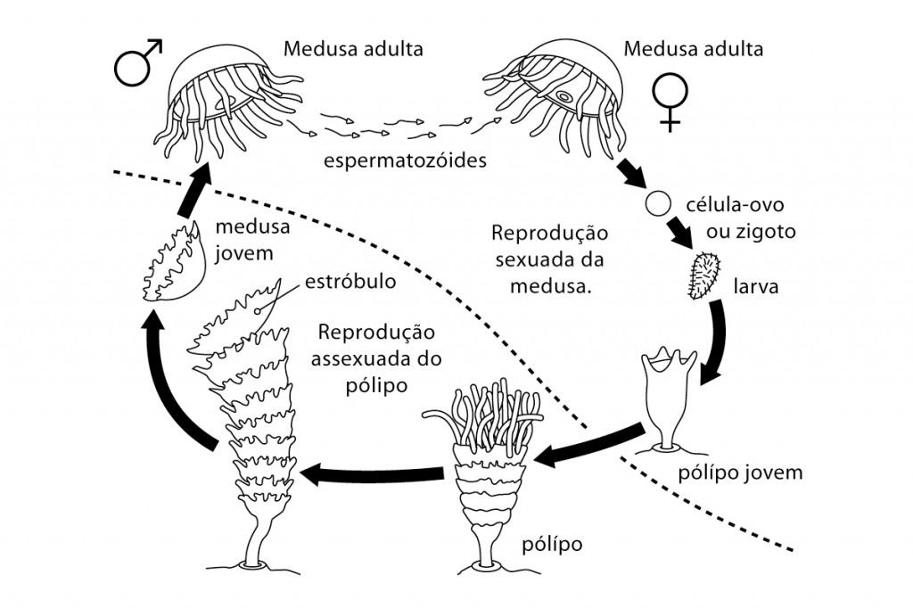 Illustration Biologie