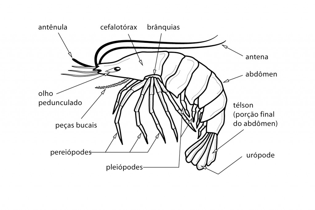 Illustration Biologie